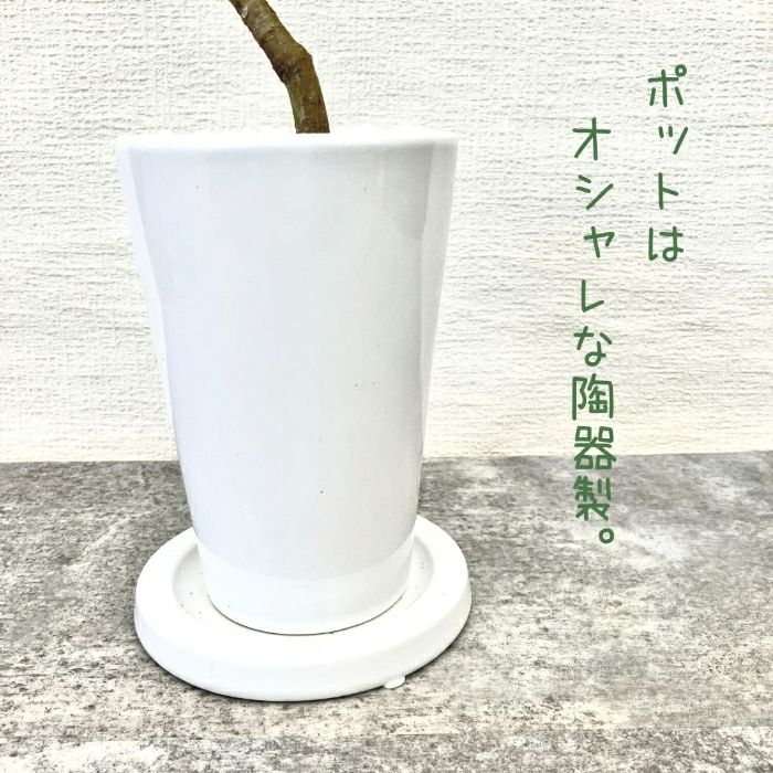 観葉植物現品販売