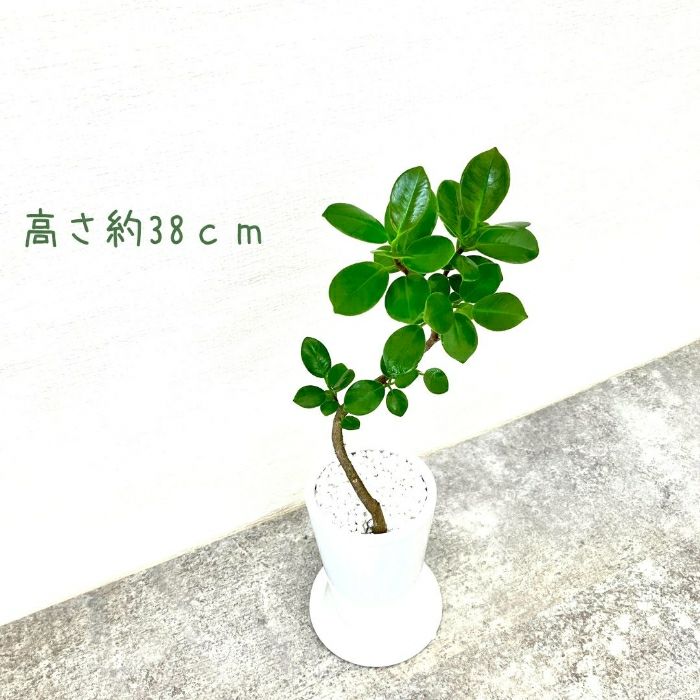 観葉植物現品販売
