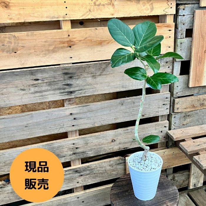 観葉植物現品販売