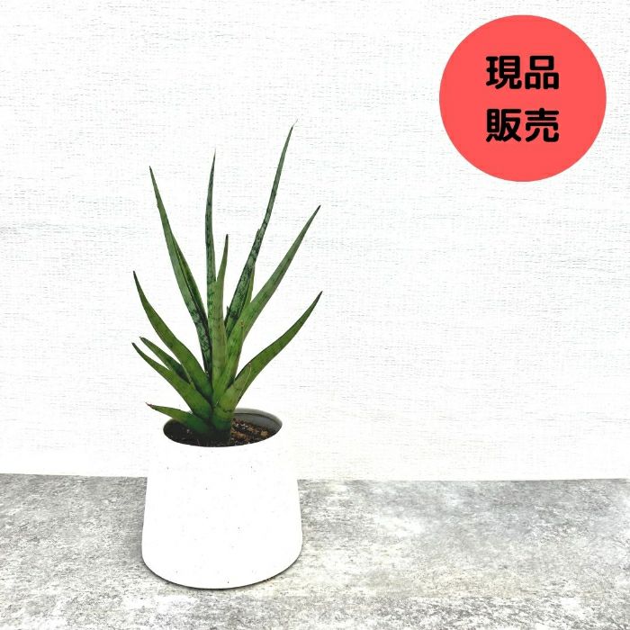 観葉植物現品販売