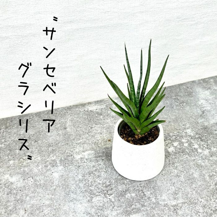 観葉植物現品販売