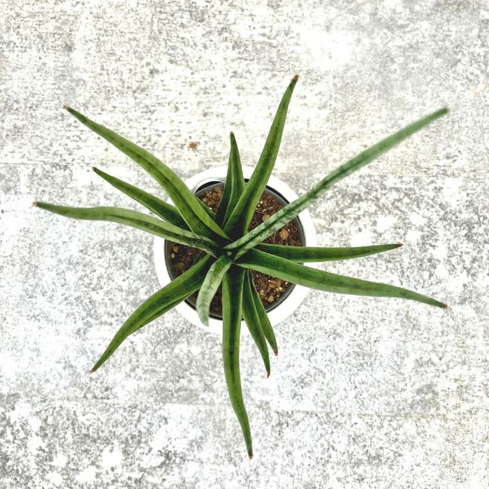 観葉植物現品販売