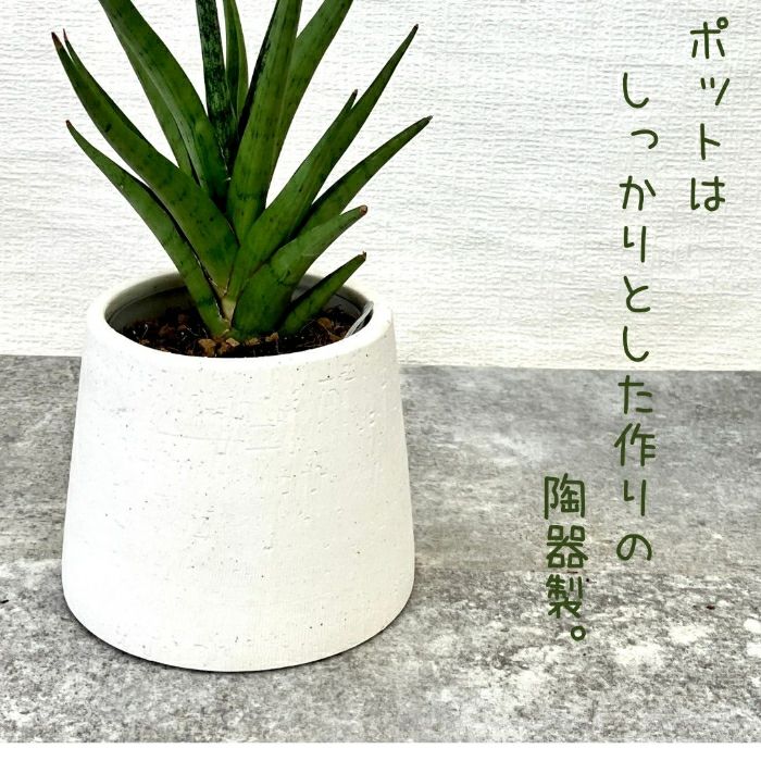 観葉植物現品販売