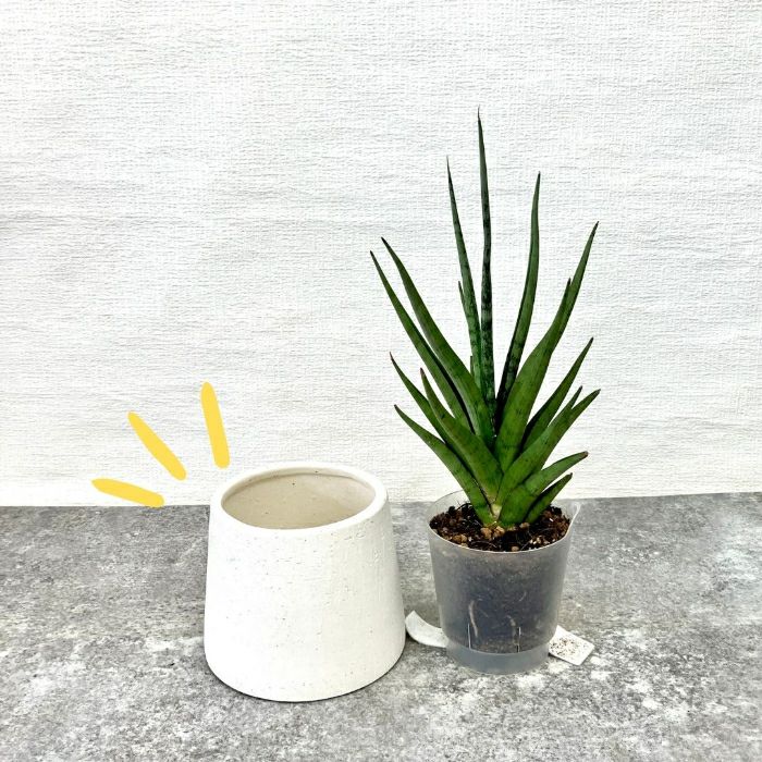 観葉植物現品販売