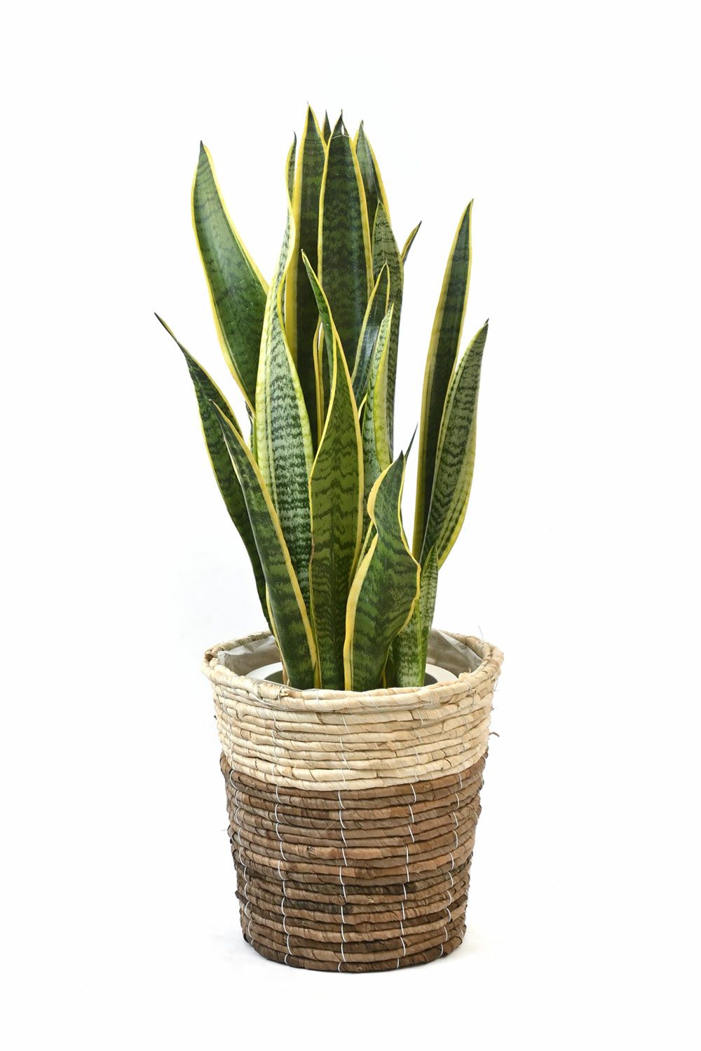 サンスベリア・ローレンティー 7号鉢 3種類から選べる鉢カバー付 観葉植物