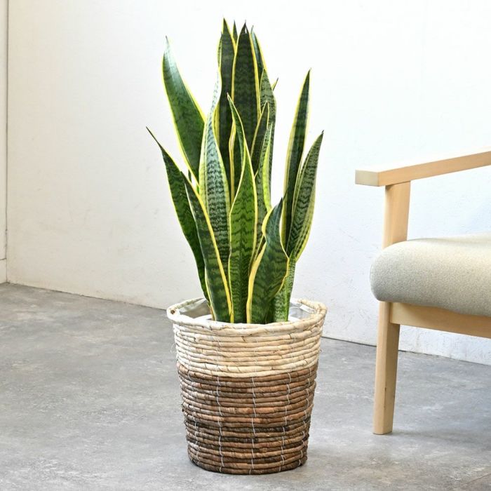 サンスベリア・ローレンティー 7号鉢 3種類から選べる鉢カバー付 観葉植物