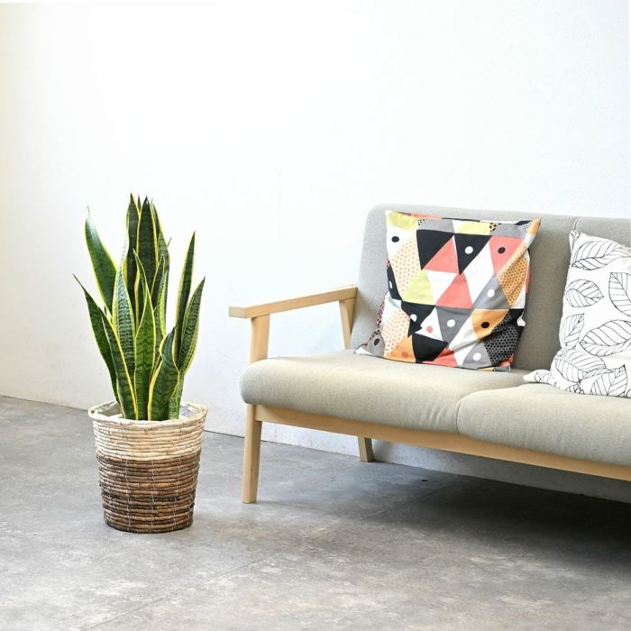 サンスベリア・ローレンティー 7号鉢 3種類から選べる鉢カバー付 観葉植物