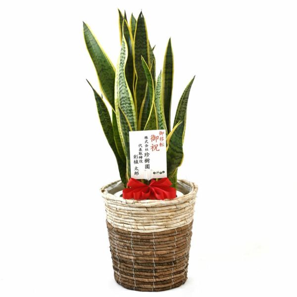 サンスベリア 大型　観葉植物　鉢カバー付き　専用 観葉植物 本物 サンスベリア・ローレンティー 7号鉢 鉢カバー