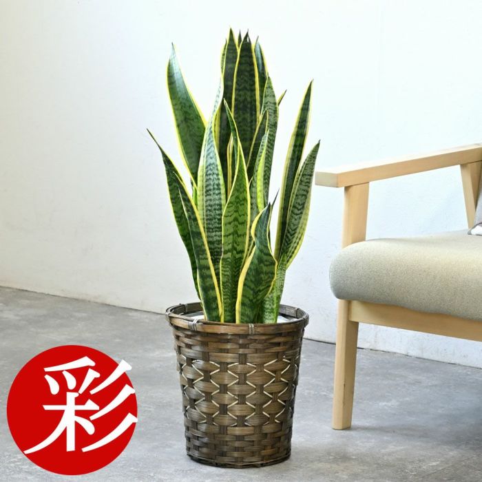 サンスベリア・ローレンティー 7号鉢 3種類から選べる鉢カバー付 観葉植物