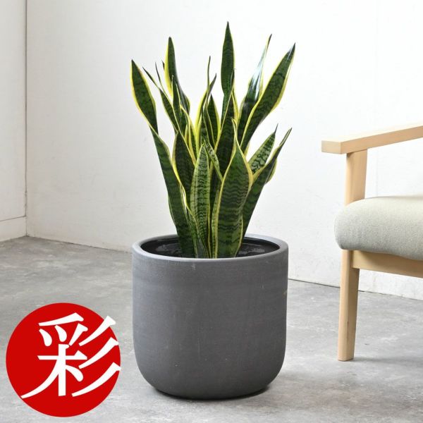 観葉植物 本物 サンスベリア・ローレンティー 7号鉢 鉢カバー