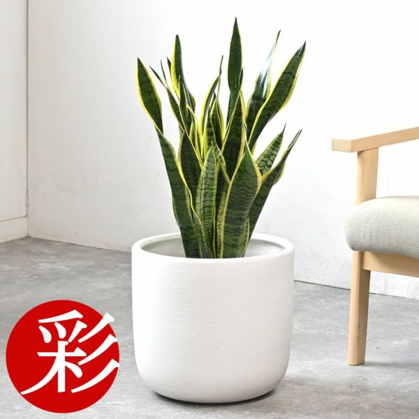 サンスベリア ローレンチ ファイバー鉢 お皿付き （人気観葉植物