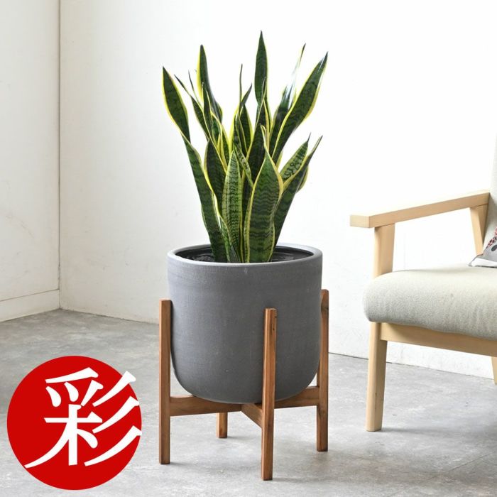 サンスベリア・ローレンティー 7号鉢 3種類から選べる鉢カバー付 観葉植物