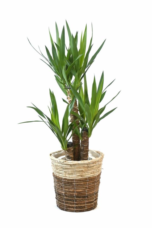 ユッカ・エレファンティペス 7号鉢 選べる鉢カバー付 観葉植物 本物