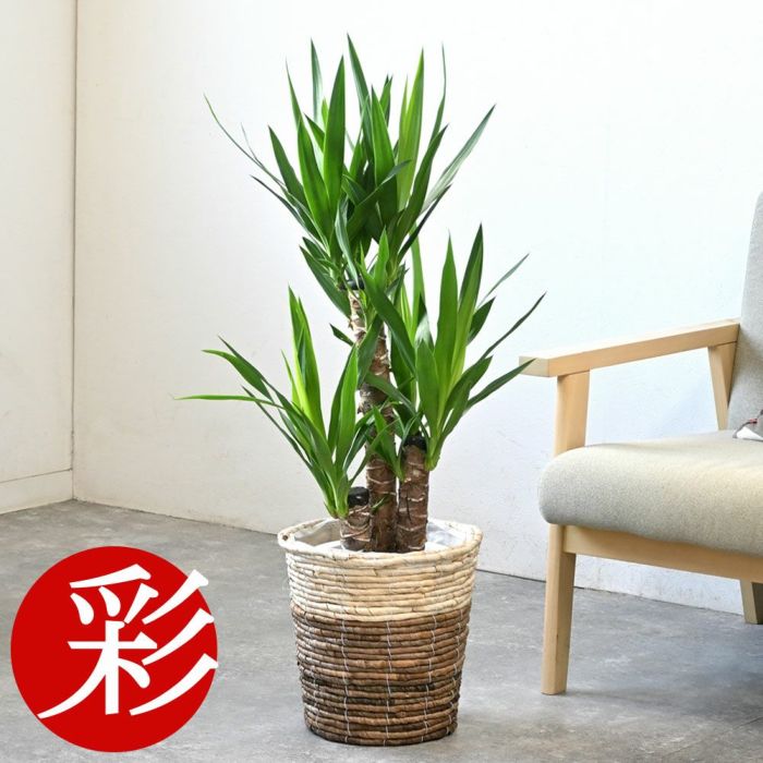 ユッカ・エレファンティペス 7号鉢 3種類から選べる鉢カバー付 観葉植物
