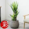 ユッカ・エレファンティペス 7号鉢 3種類から選べる鉢カバー付 観葉植物