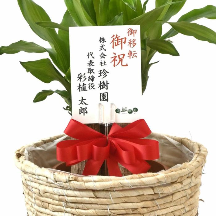 幸福の木（ドラセナ・マッサンゲアナ） 7号鉢 3種類から選べる鉢カバー付 観葉植物