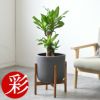 幸福の木（ドラセナ・マッサンゲアナ） 7号鉢 3種類から選べる鉢カバー付 観葉植物