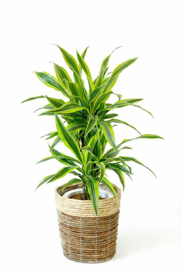 ドラセナ ワーネッキー レモンライム 7号鉢 3種類から選べる鉢カバー付 観葉植物