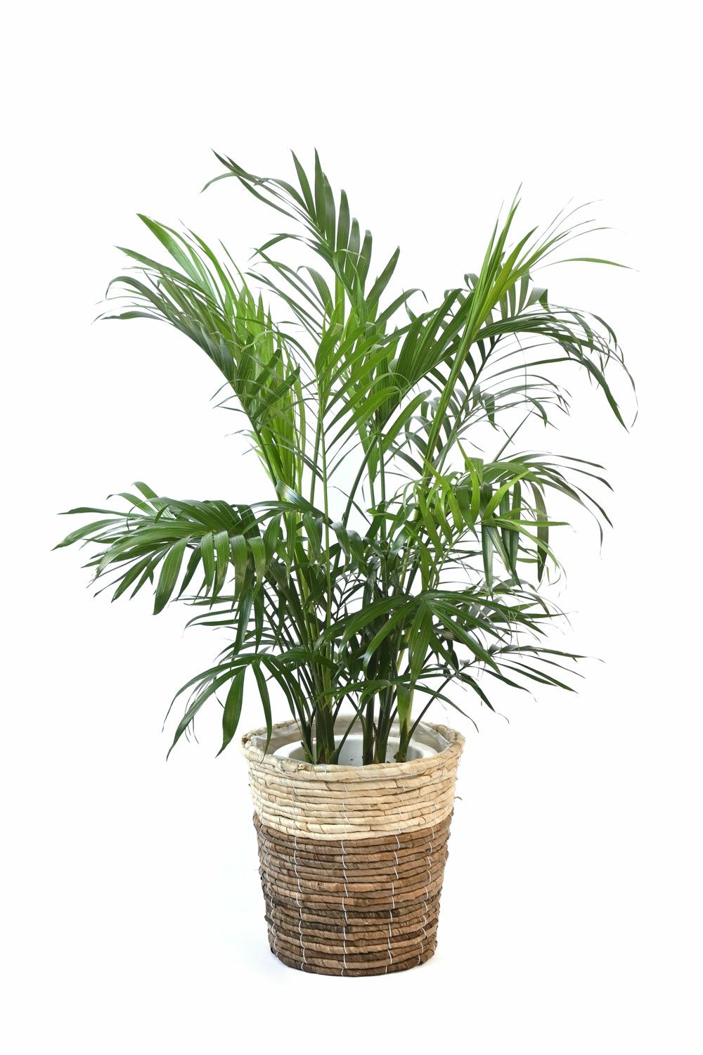メキシコ ケンチャヤシ 7号鉢 選べる鉢カバー付 観葉植物 本物
