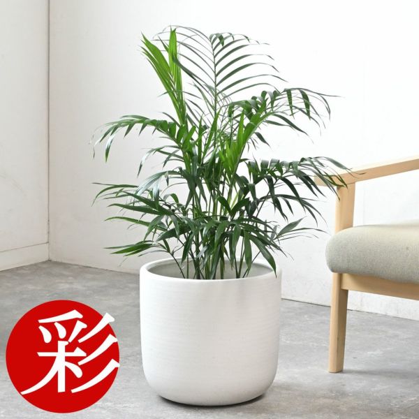 メキシコ ケンチャヤシ 7号鉢 選べる鉢カバー付 観葉植物 本物