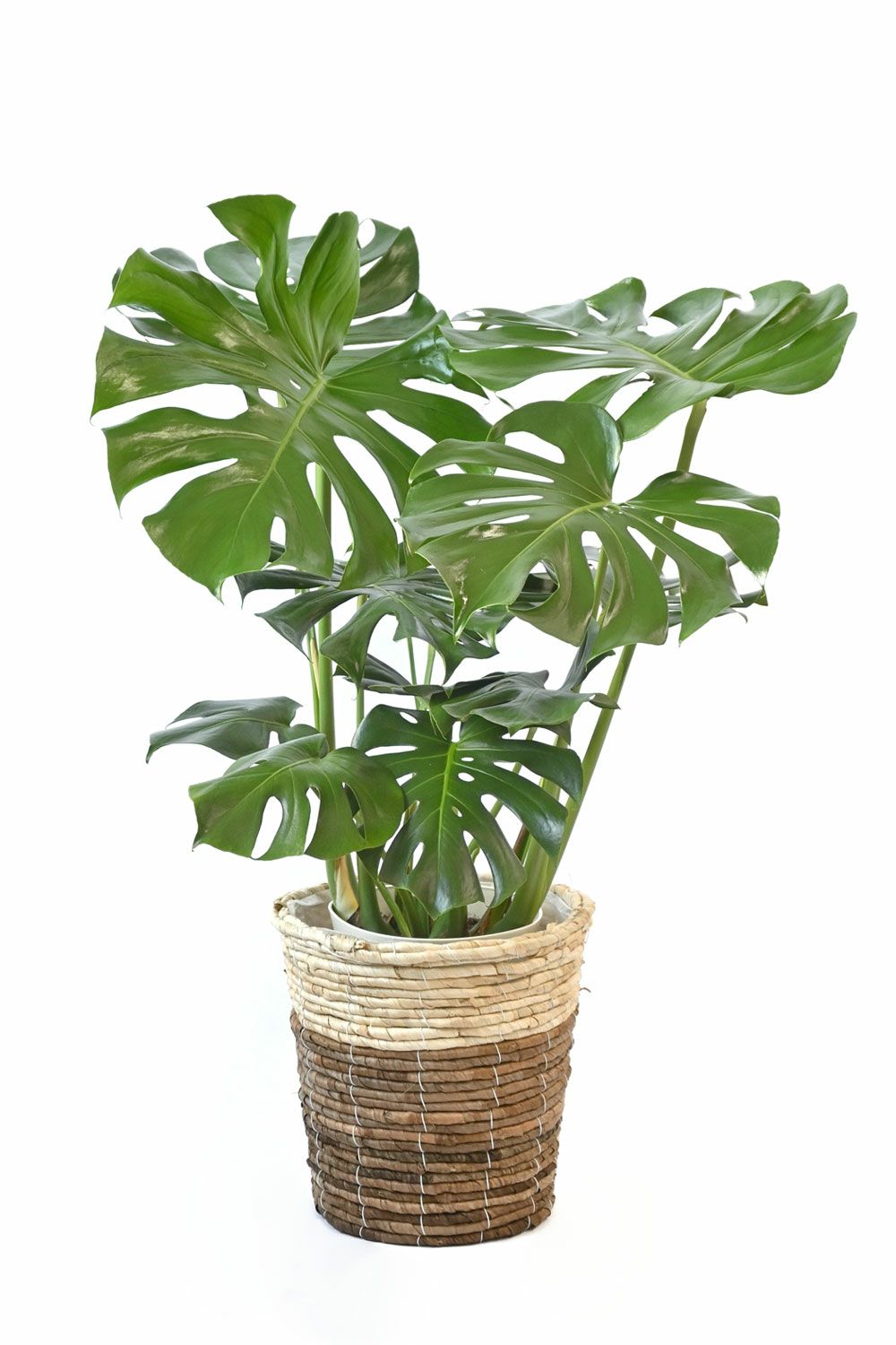 モンステラ 7号鉢 (レギュラーサイズ) 3種類から選べる鉢カバー付 観葉植物