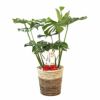 モンステラ 7号鉢 (レギュラーサイズ) 3種類から選べる鉢カバー付 観葉植物