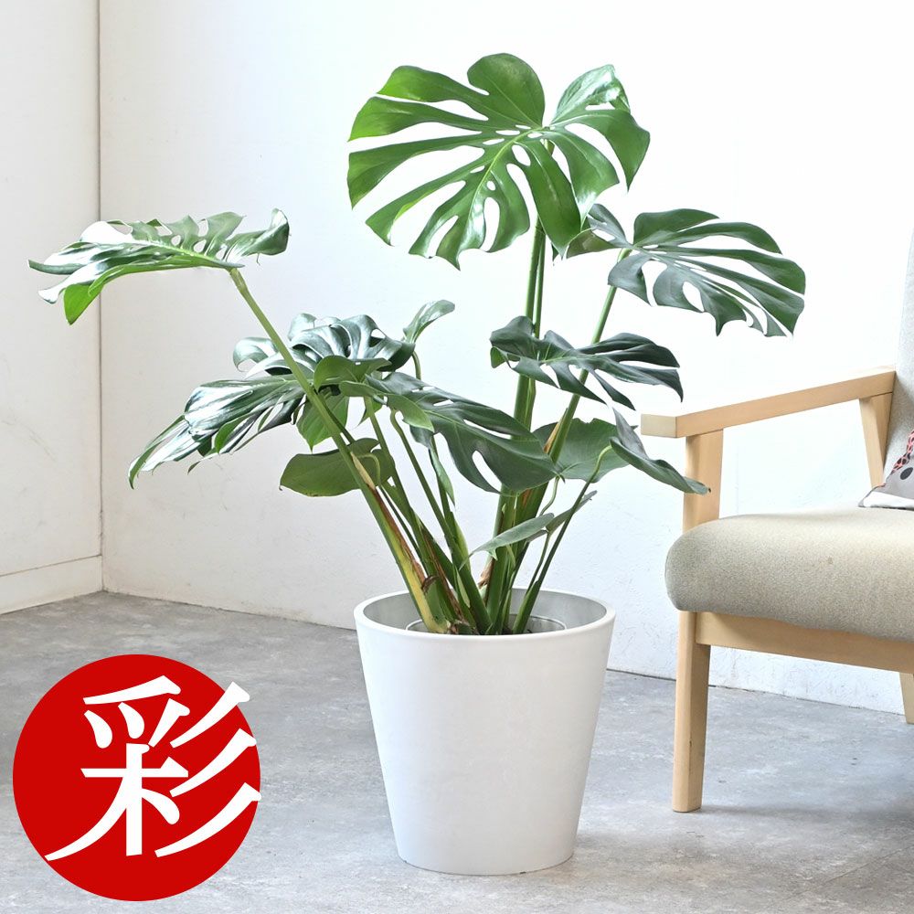 モンステラ 7号鉢 (レギュラーサイズ) 3種類から選べる鉢カバー付 観葉植物