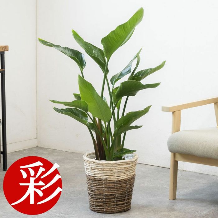 ストレリチア・オーガスタ 7号鉢 選べる鉢カバー付 観葉植物