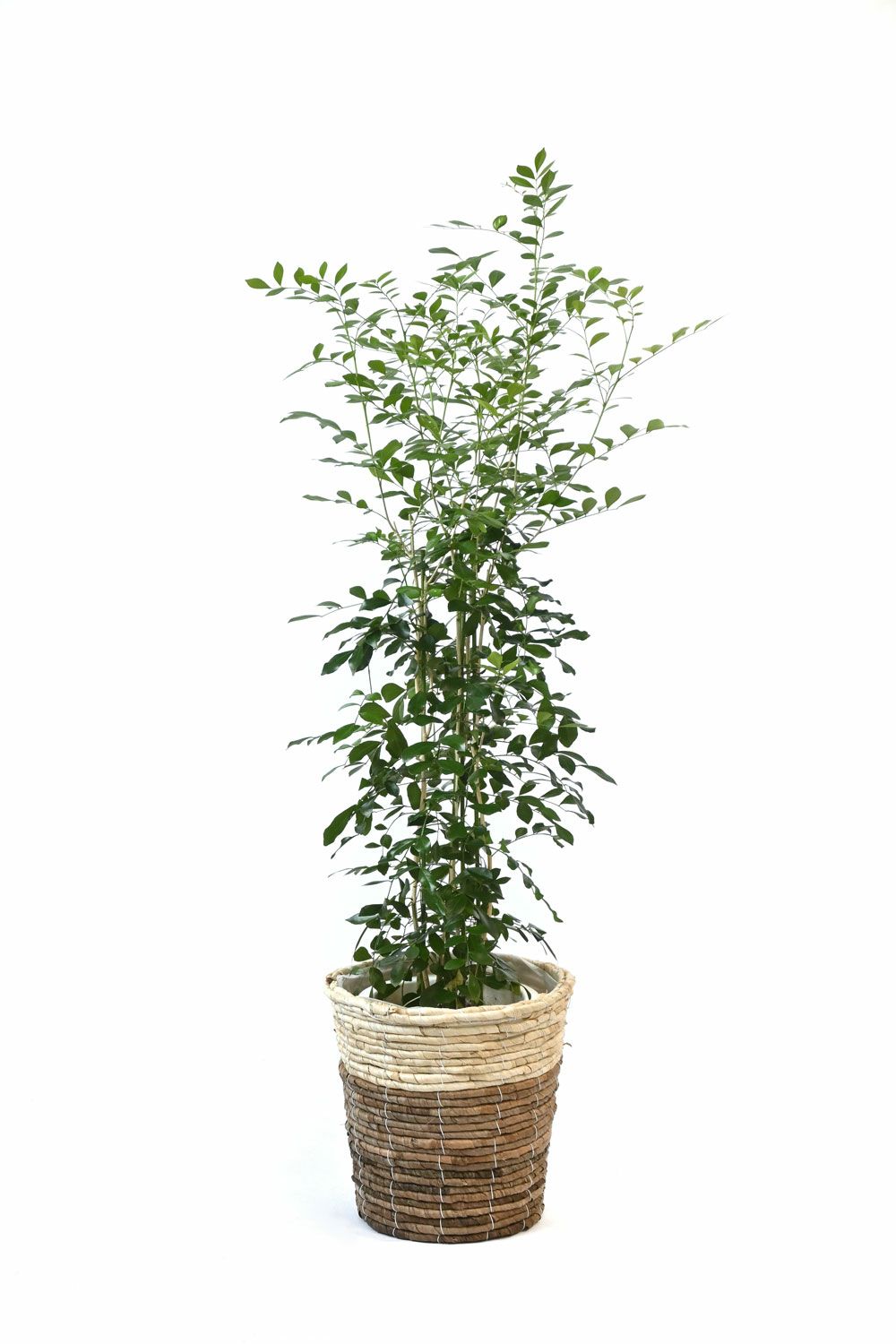 シルクジャスミン ゲッキツ 7号鉢 3種類から選べる鉢カバー付 観葉植物