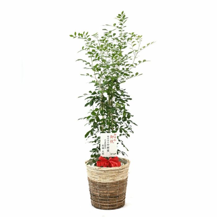 シルクジャスミン ゲッキツ 7号鉢 3種類から選べる鉢カバー付 観葉植物