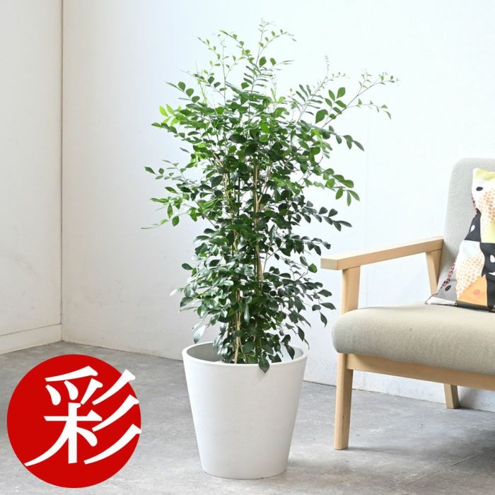 シルクジャスミン ゲッキツ 7号鉢 3種類から選べる鉢カバー付 観葉植物