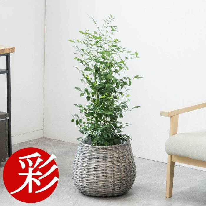 シルクジャスミン ゲッキツ 7号鉢 3種類から選べる鉢カバー付 観葉植物