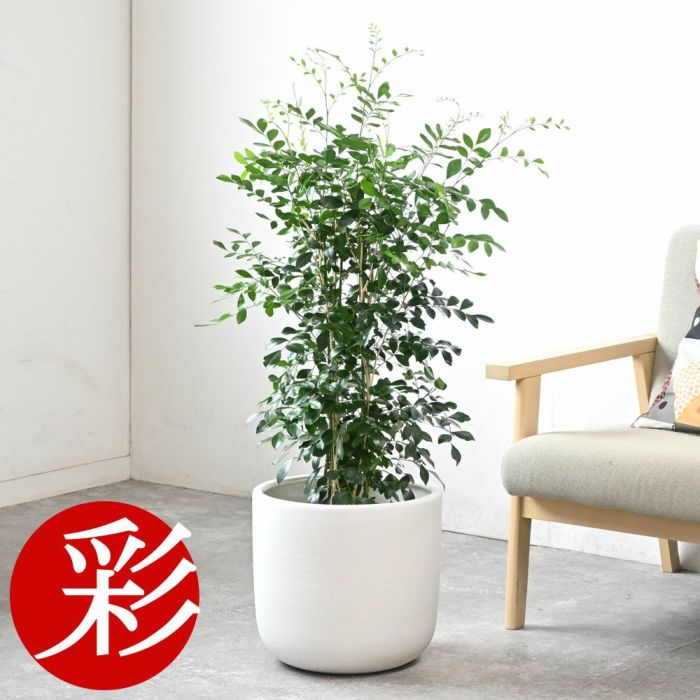 シルクジャスミン ゲッキツ 7号鉢 3種類から選べる鉢カバー付 観葉植物