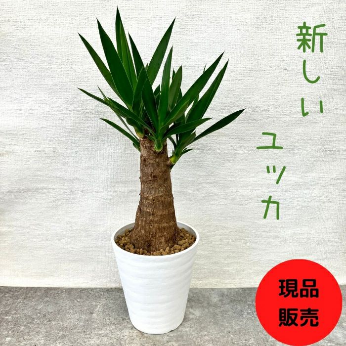 観葉植物現品販売