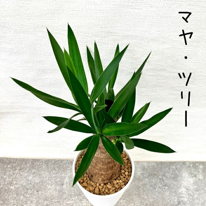 観葉植物現品販売