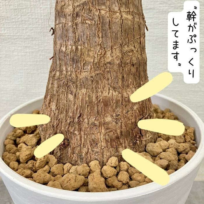 観葉植物現品販売