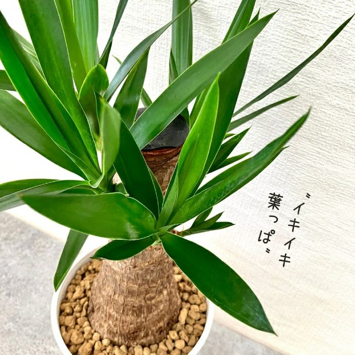 観葉植物現品販売
