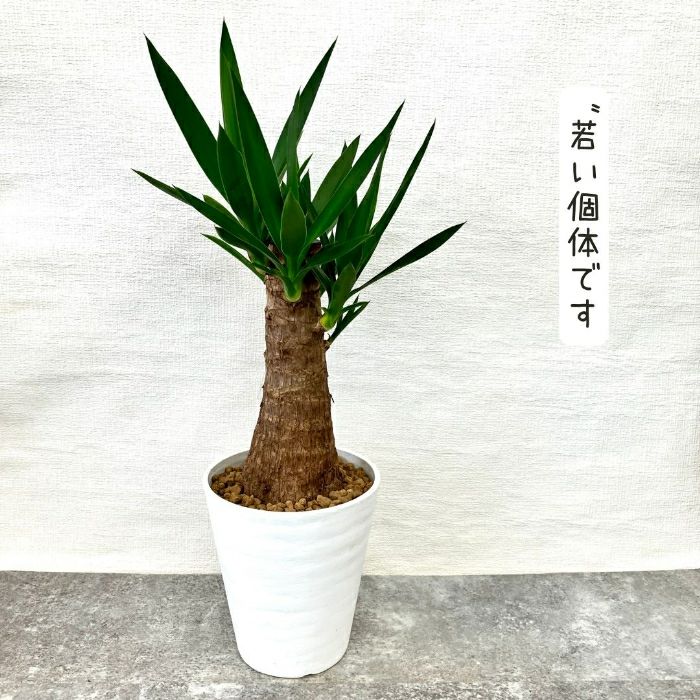 観葉植物現品販売