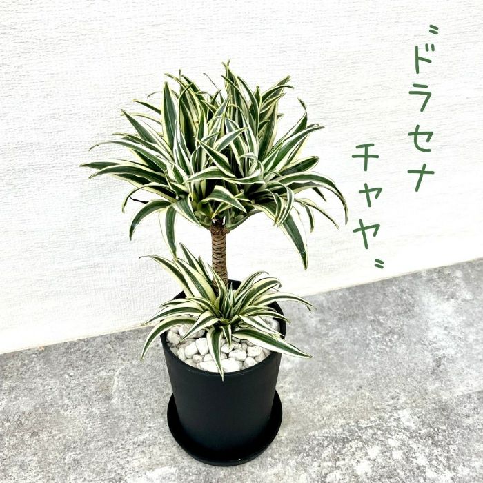 観葉植物現品販売