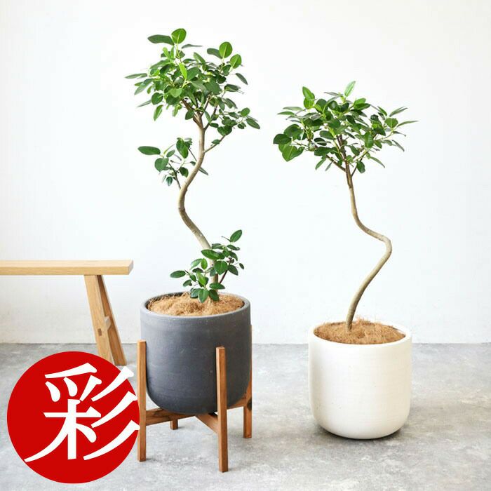 kfmA7様専用です。 フィカスルビギノーサ 【公式通販】 kfmA7様専用です。 フィカスルビギノーサ 【公式通販】
