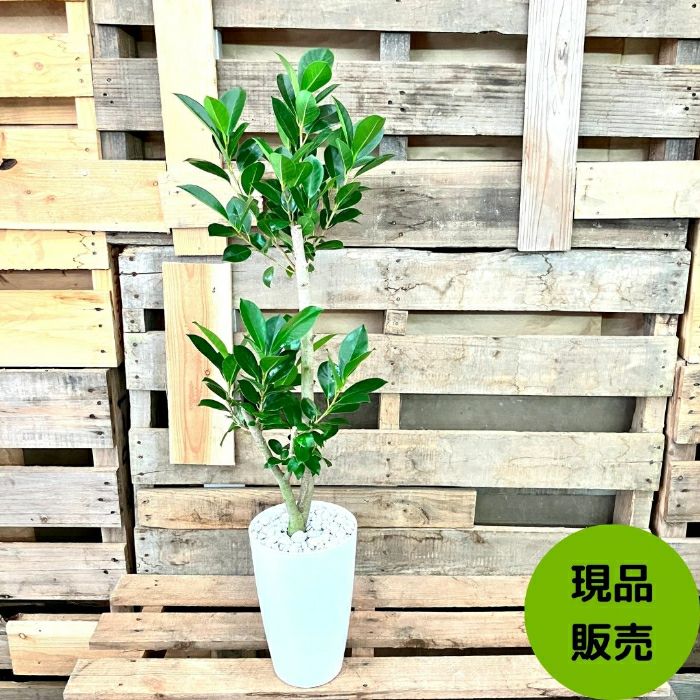 観葉植物現品販売