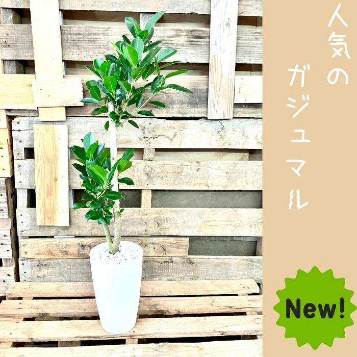 観葉植物現品販売