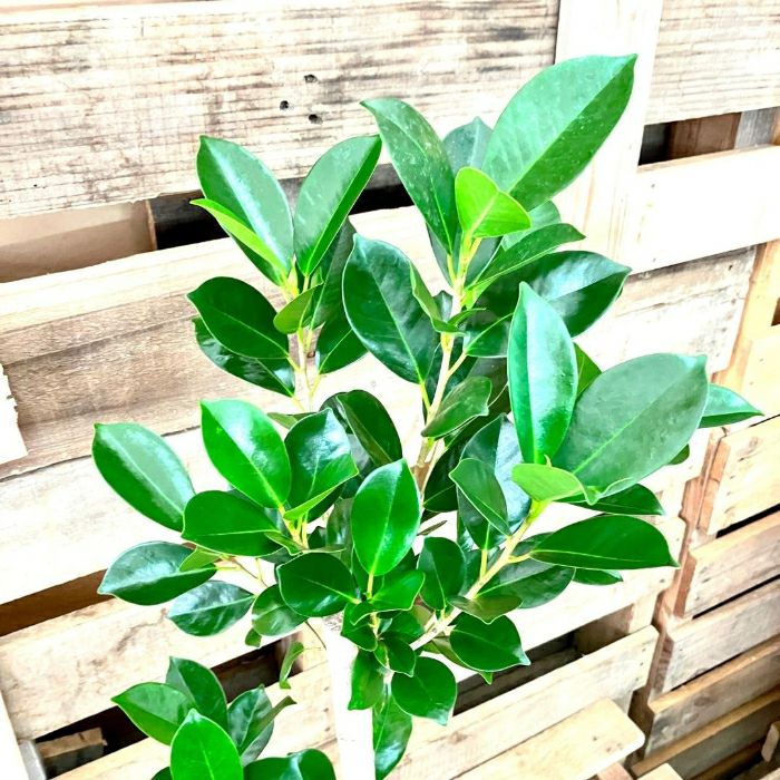 観葉植物現品販売