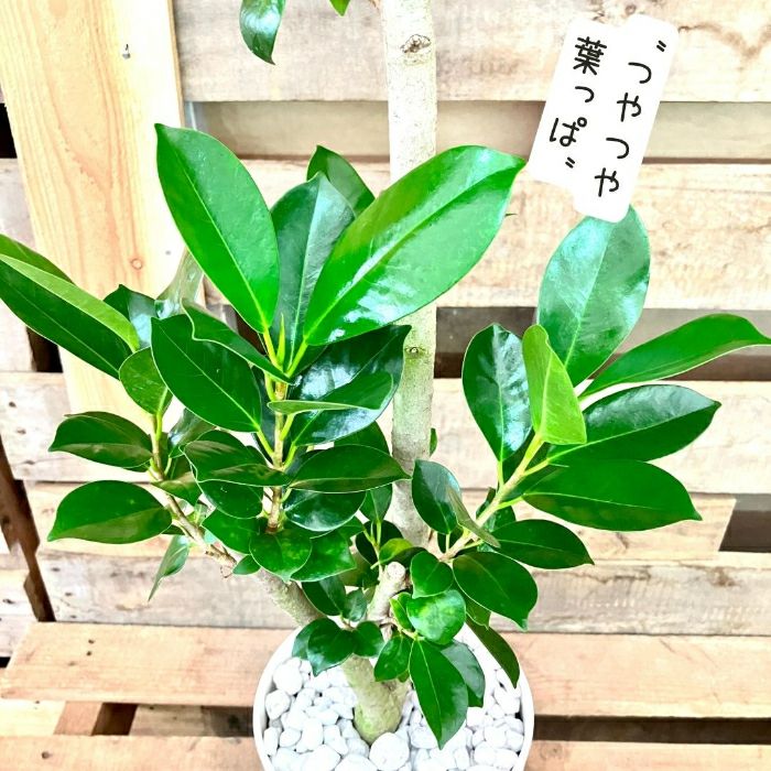 観葉植物現品販売