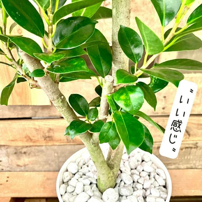 観葉植物現品販売