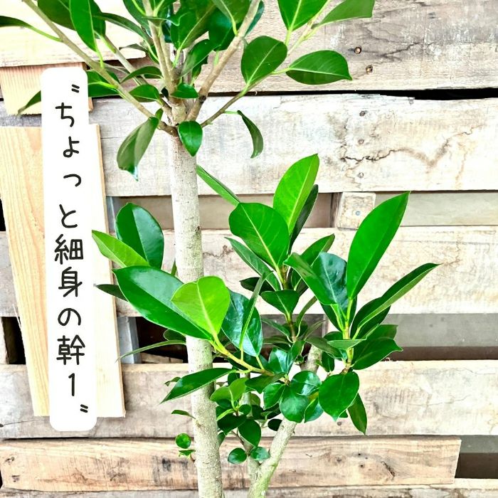 観葉植物現品販売