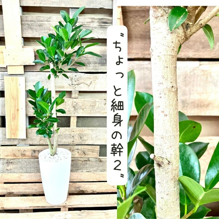 観葉植物現品販売