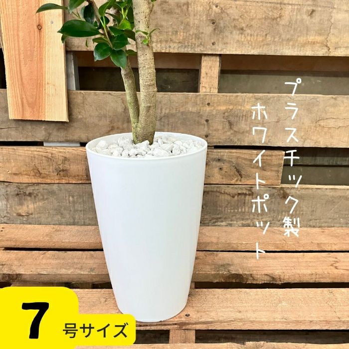観葉植物現品販売
