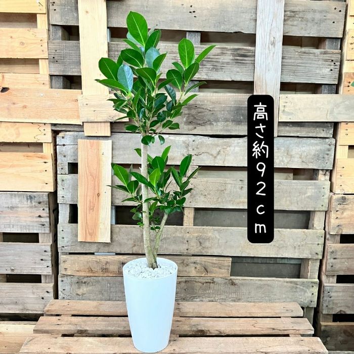 観葉植物現品販売