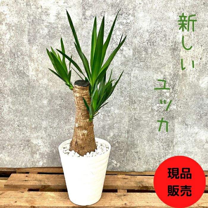 観葉植物現品販売